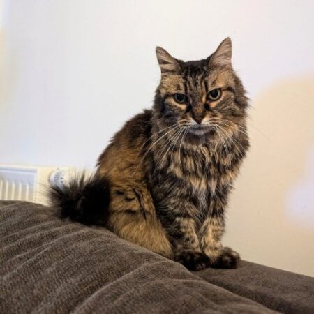 Adopter Pitchoune
