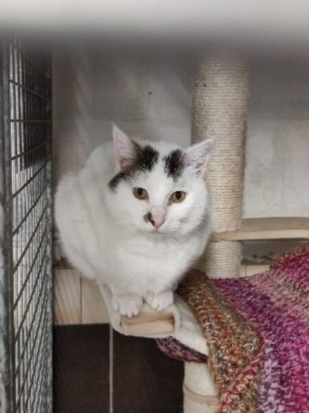 Adopter Pitou