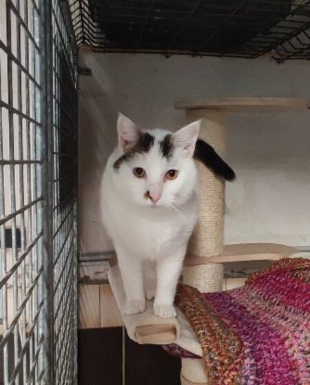 Adopter Pitou