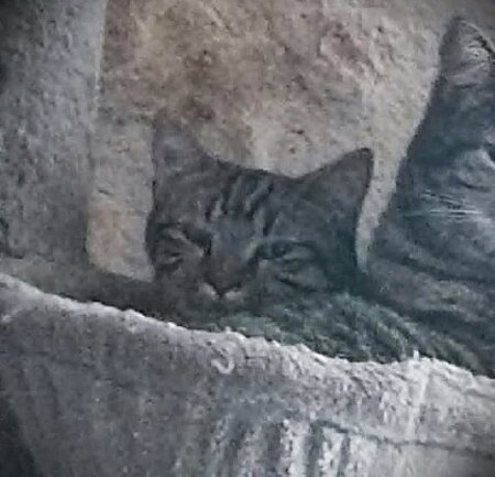 Adopter Pixie