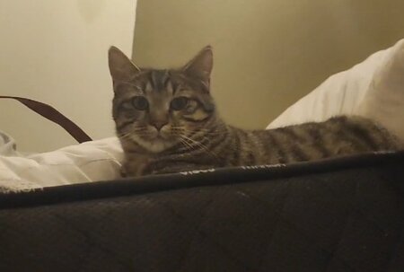 Adopter Pixie