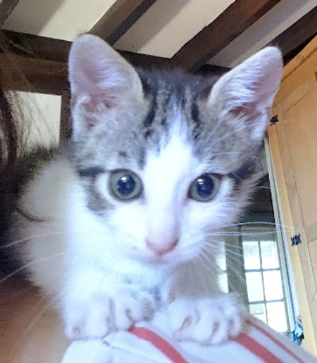 Adopter Plume