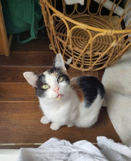 Adopter Plumette