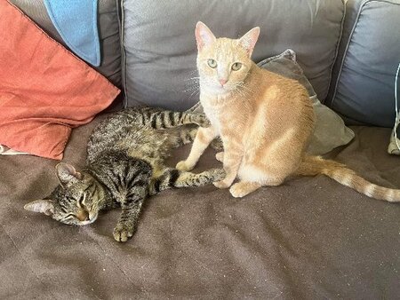 Adopter Pollux