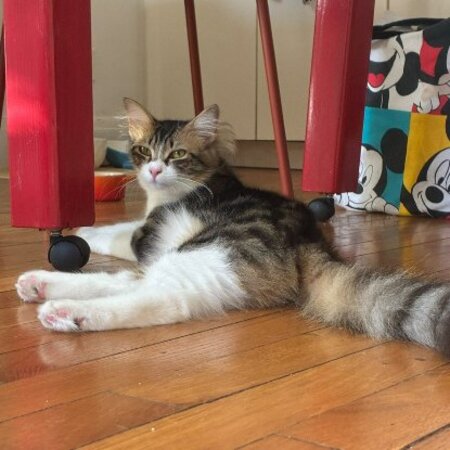 Adopter Pomme