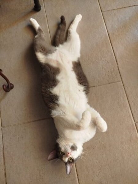Adopter Pompom