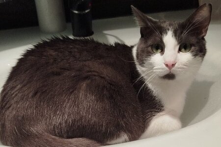 Adopter Pompom