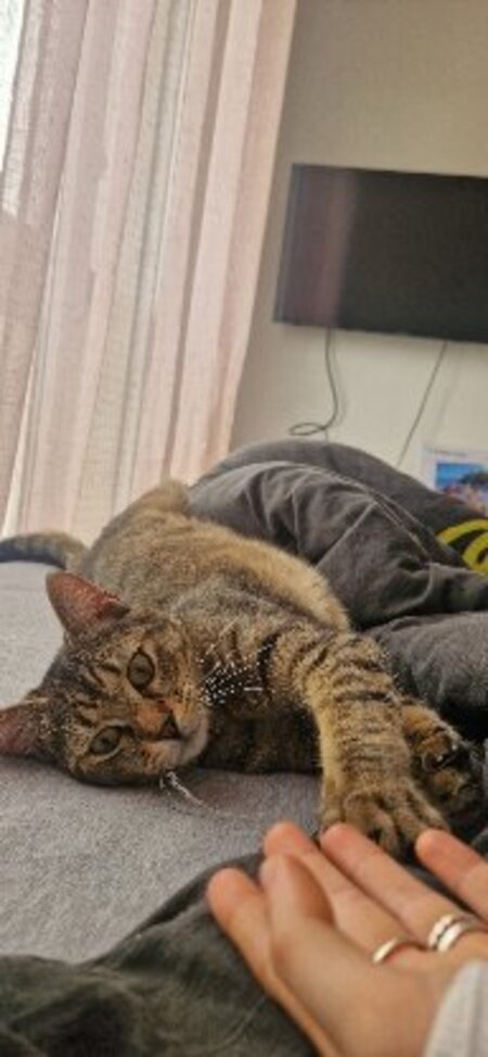Adopter Pong