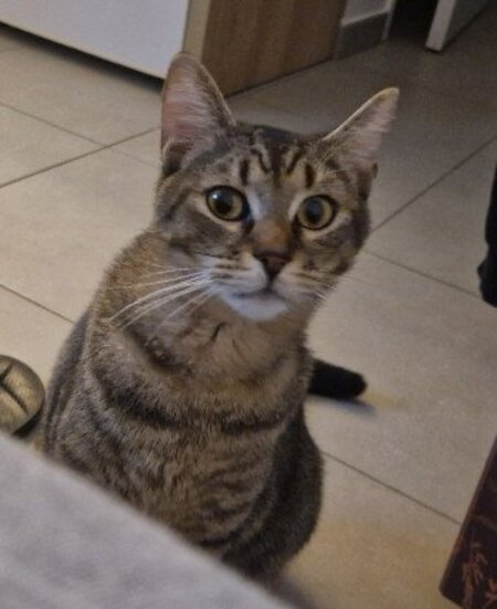 Adopter Pong