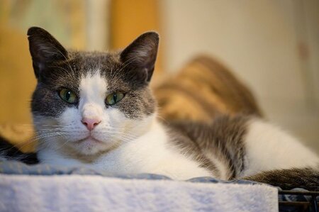 Adopter Poussiere