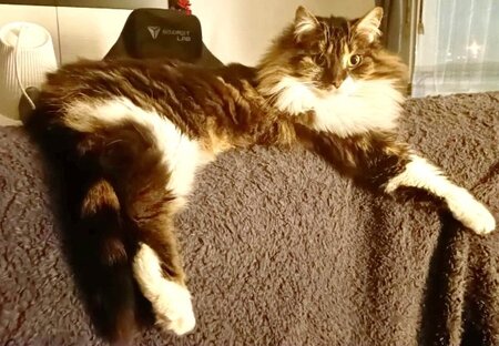 Adopter Prince