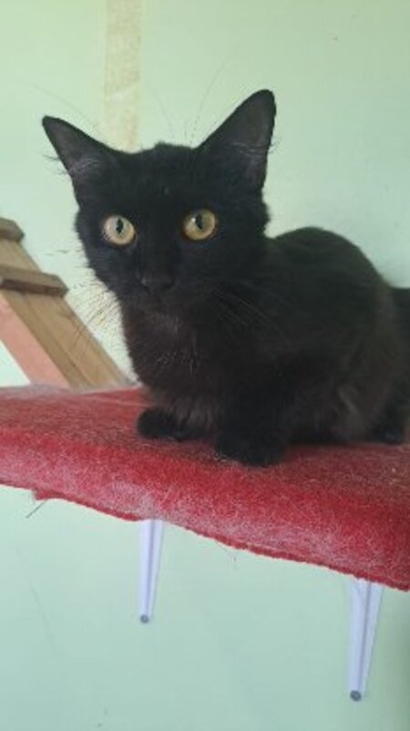 Adopter Princesse