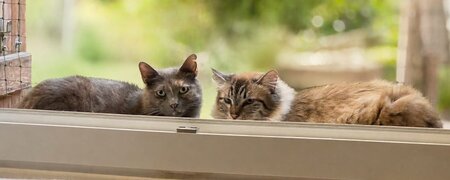 Adopter Princesse et arielle