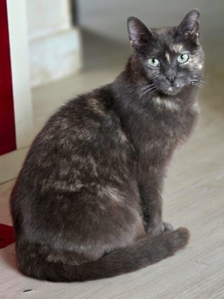 Adopter Princesse et arielle