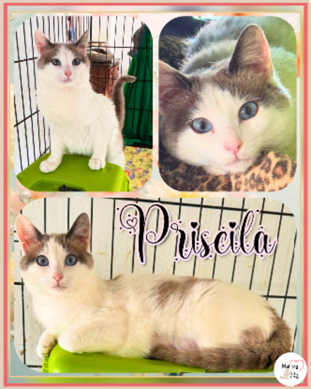 Adopter Priscila