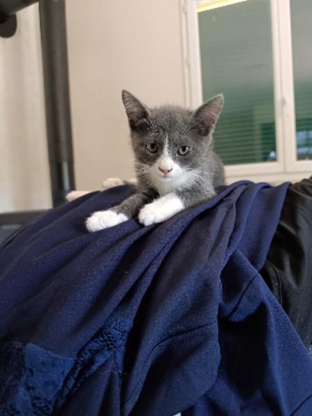 Adopter Prune et myrtille