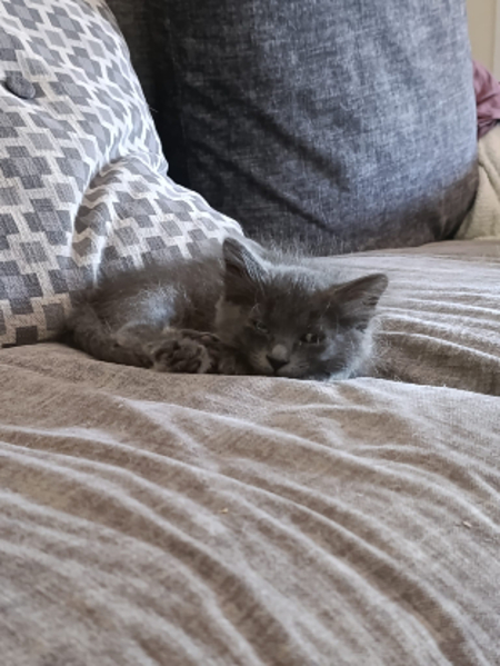 Adopter Prune et myrtille