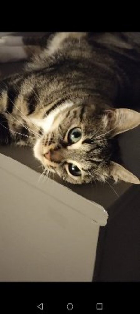 Adopter Prunelle