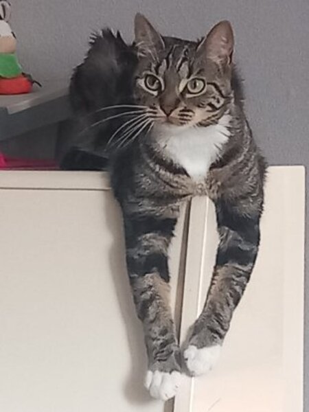Adopter Prunelle