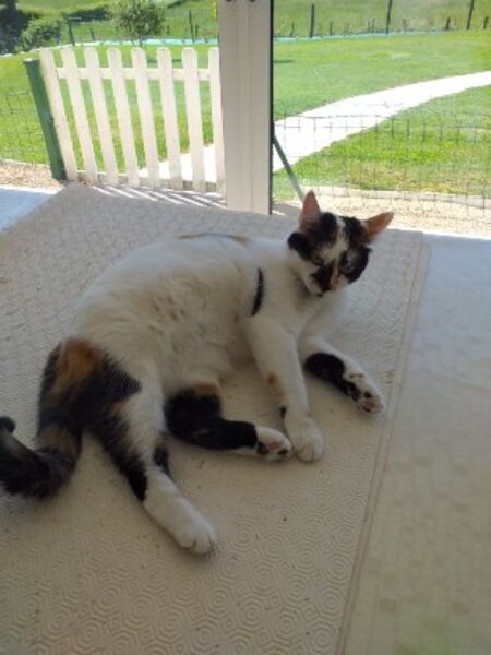Adopter Prunelle