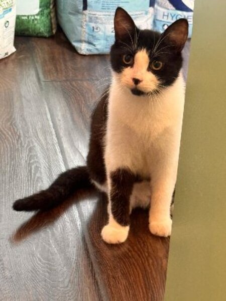 Adopter Puma double adoption avec doha