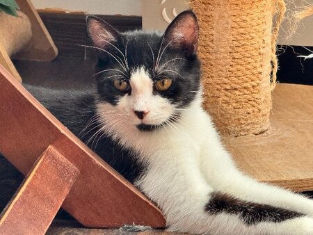 Adopter Puma double adoption avec doha