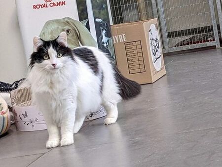 Adopter Raphaella