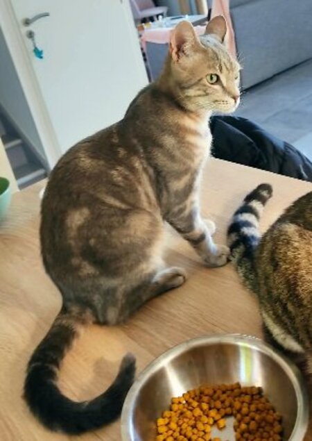 Adopter Ratinho