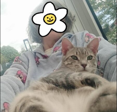 Adopter Ratinho