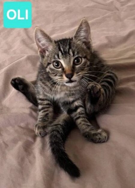 Adopter Ravi et oli