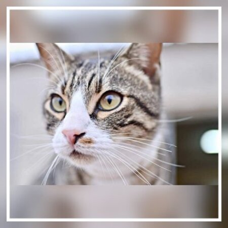 Adopter Rayo