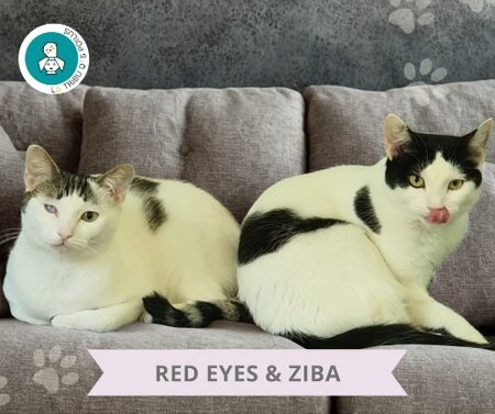 Adopter Red eyes et ziba