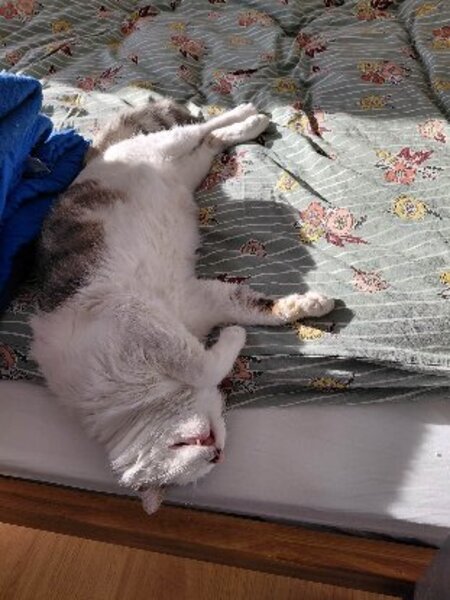 Adopter Renaud