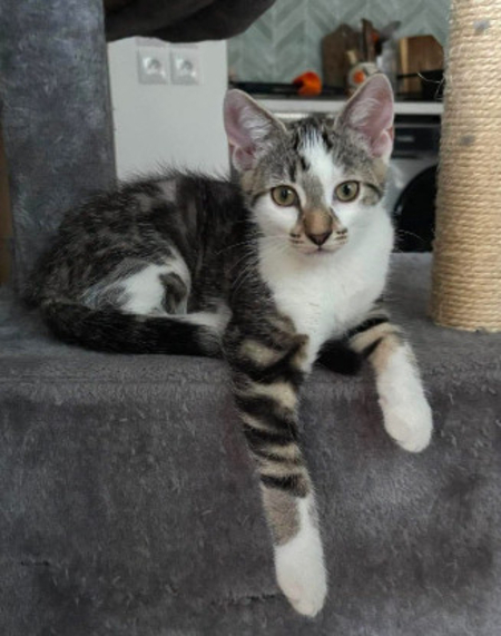 Adopter Riku adoptable en duo ou seul si déj