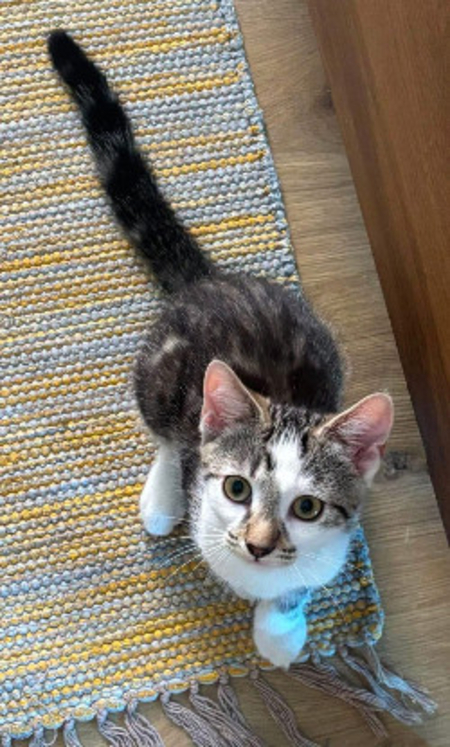 Adopter Riku adoptable en duo ou seul si déj