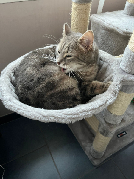 Adopter Rio