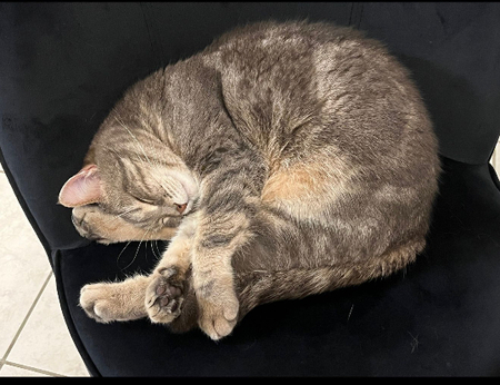 Adopter Rio