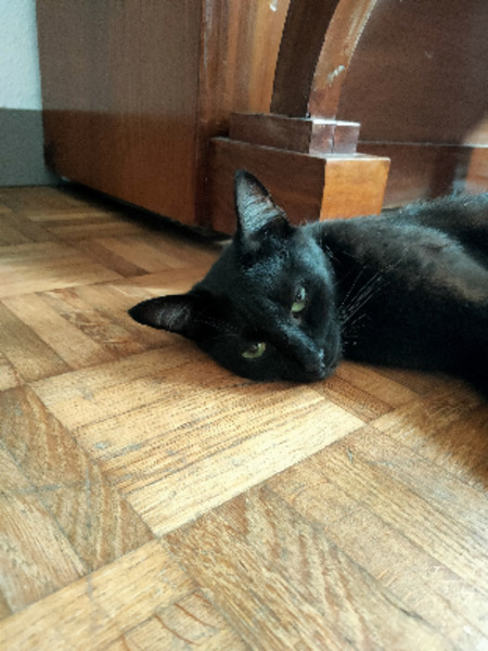Adopter Risée