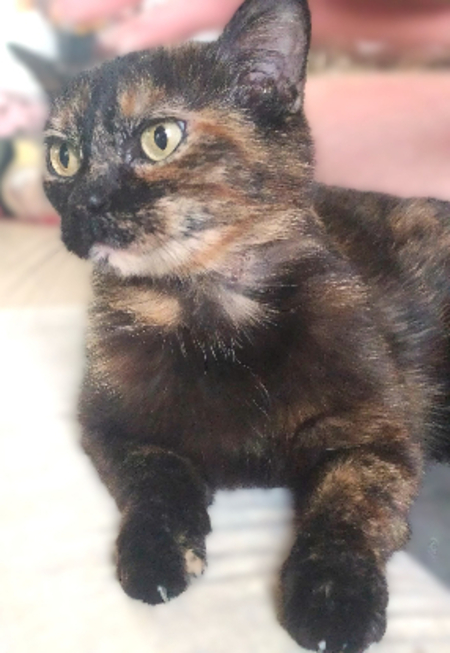 Adopter Rita