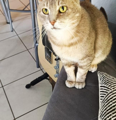 Adopter Grisou