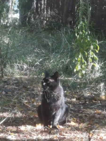 Adopter Rocket