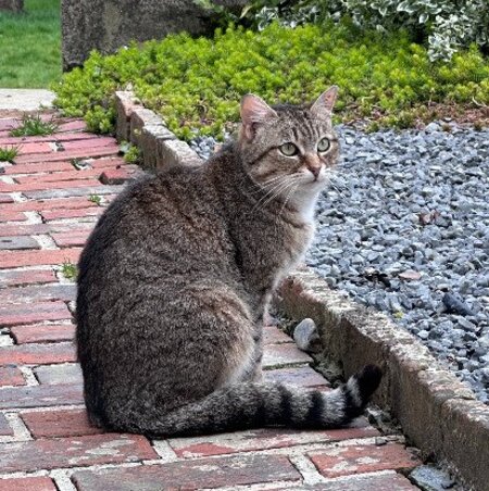 Adopter Rolly