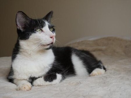 Adopter Roméo