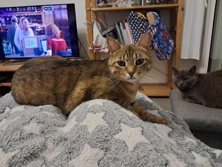 Adopter Romeo