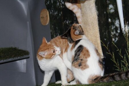 Adopter Ron