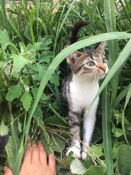 Adopter Rosalia