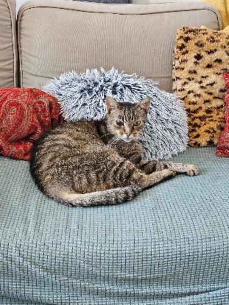 Adopter Rossie