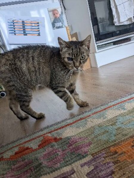 Adopter Rossie