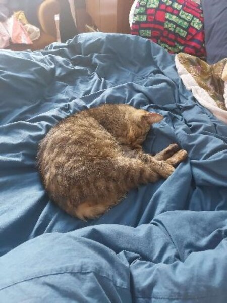 Adopter Rossie