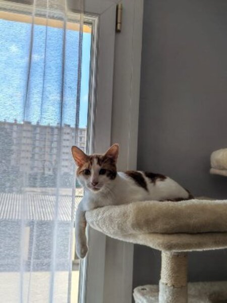Adopter Rosso